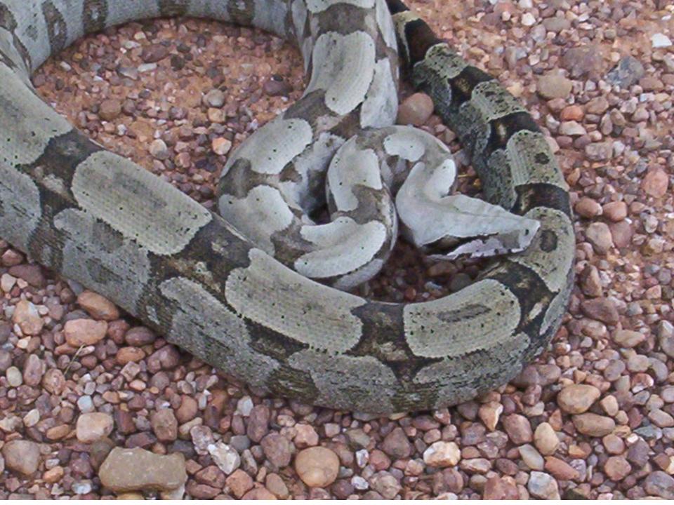 BOA CONSTRICTOR Boa constrictor FAUNA PARAGUAY